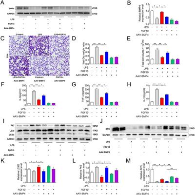 FGF10 ameliorates lipopolysaccharide-induced acute lung injury in mice via the BMP4-autophagy pathway